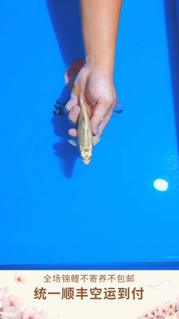 锦鲤丸博单色鲤--028  （顺丰空运到付）