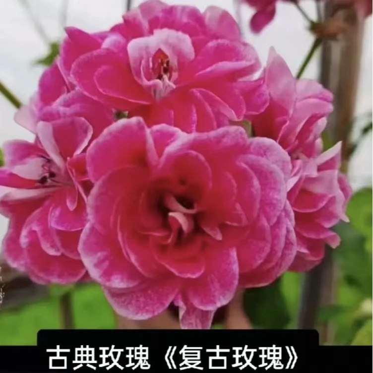 垂钓大华型古典玫瑰