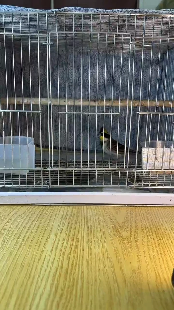 1号 虎头凤养笼0元起拍