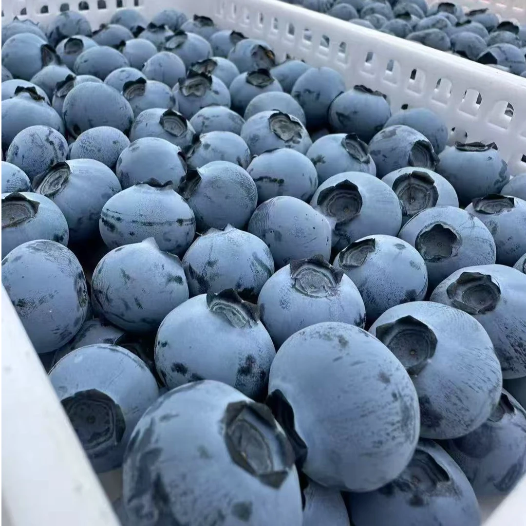 头茬蓝莓降价了  ｜ 高香甜 ｜奥尼尔 顺丰冷链空运 --只卖半个多月