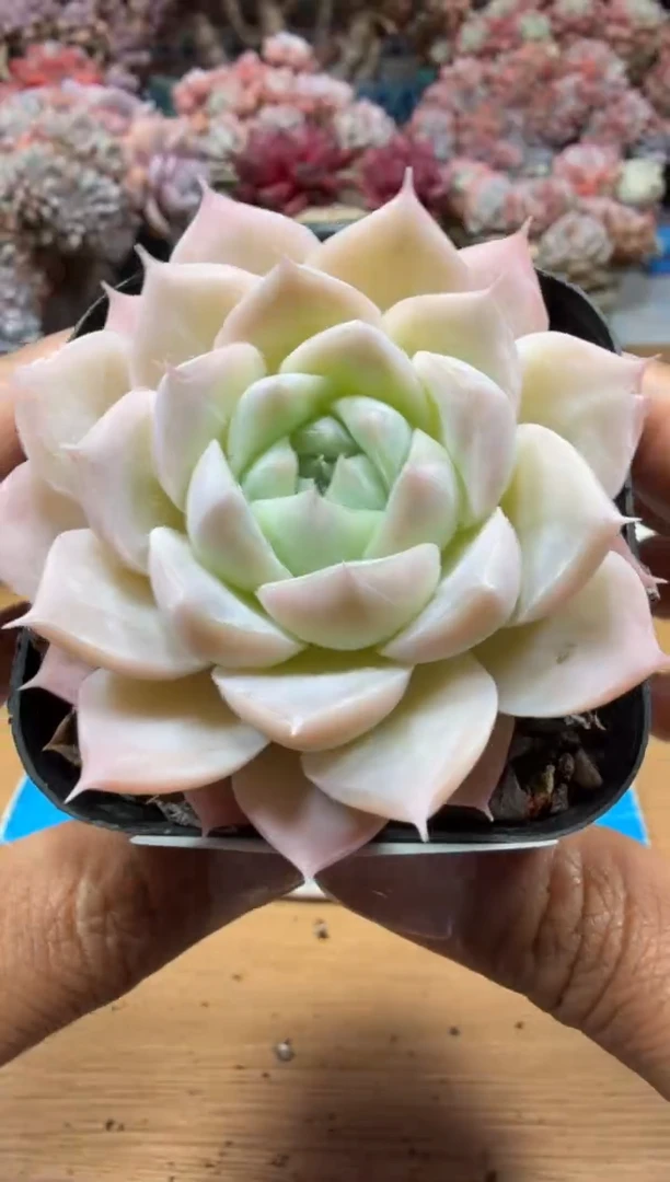 东云多肉园二店-69