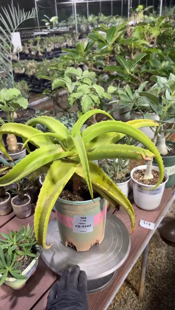 红鱿鱼脱土FB-9342