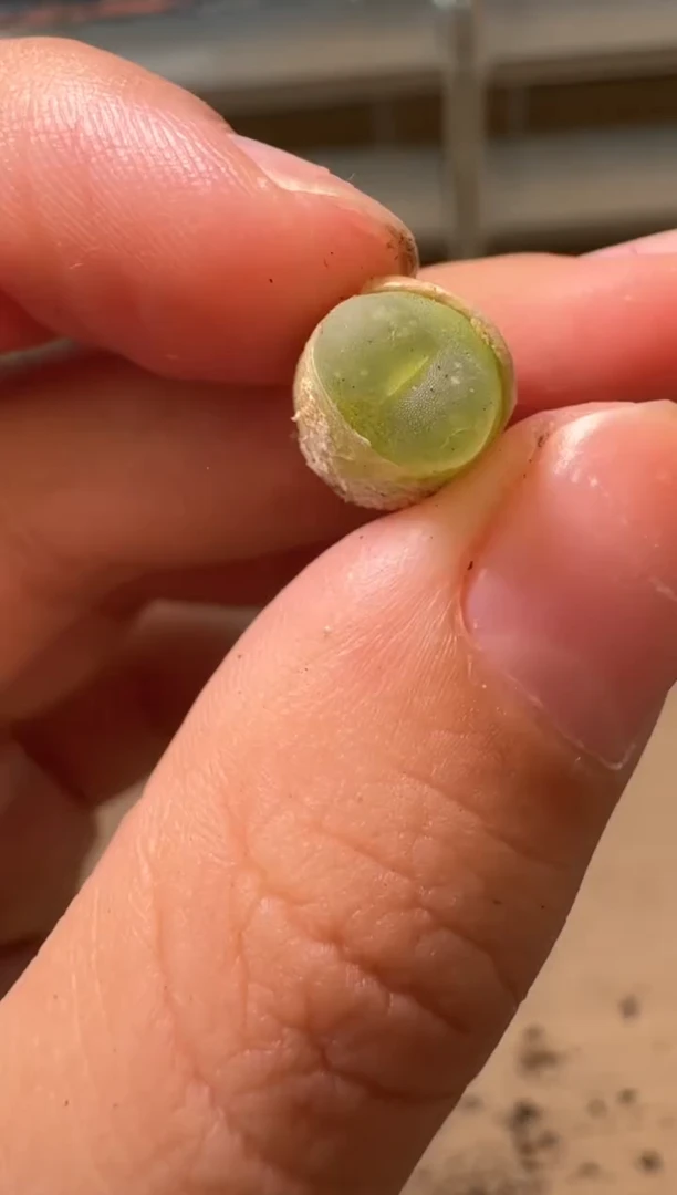 美丽的肉石头16-15