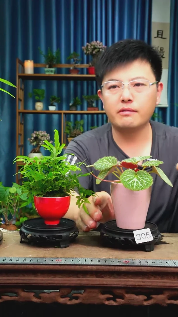 无花朵苔藓微景观305号