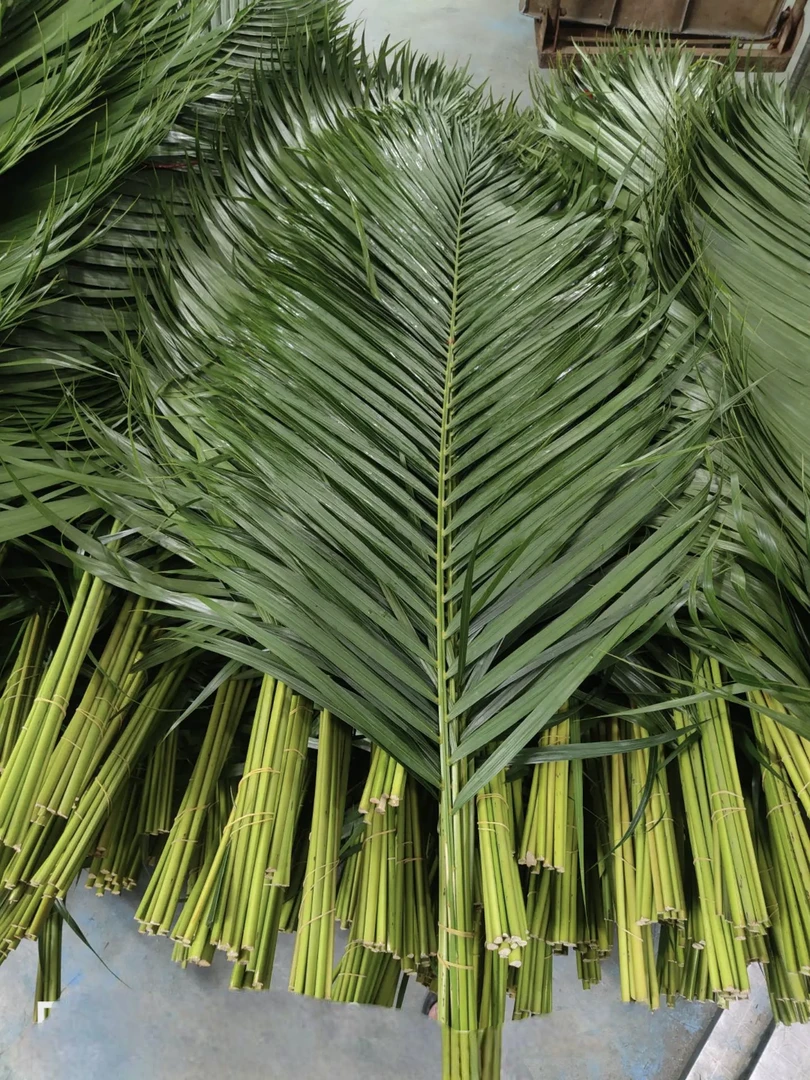 散尾叶批发露天10枝装散尾葵10支叶材