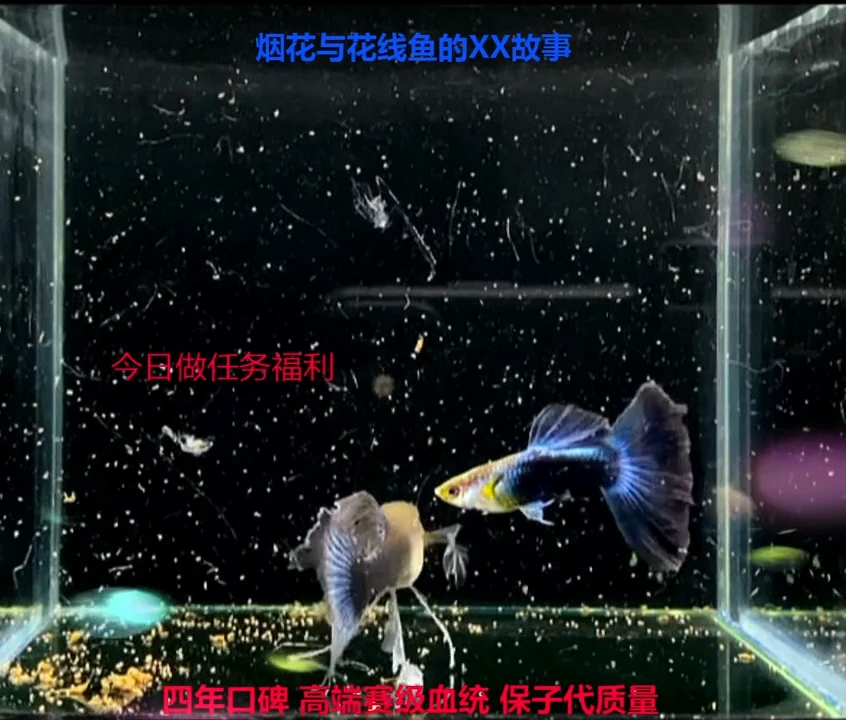 孔雀鱼夜色礼花白子基因压成高端体验1对