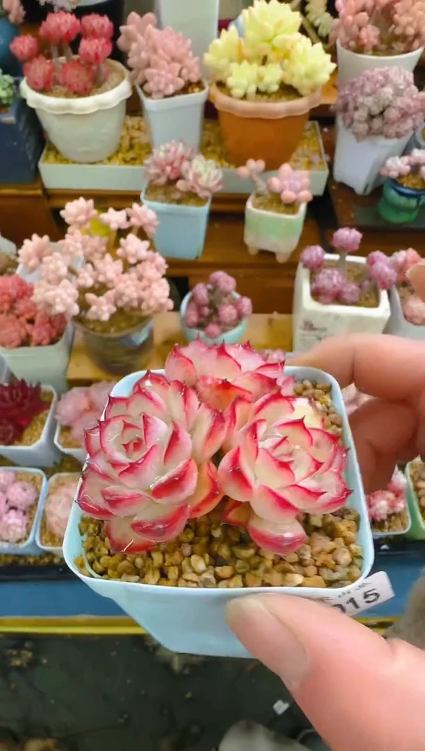 【闪购商品】春—015—仙农(荷）