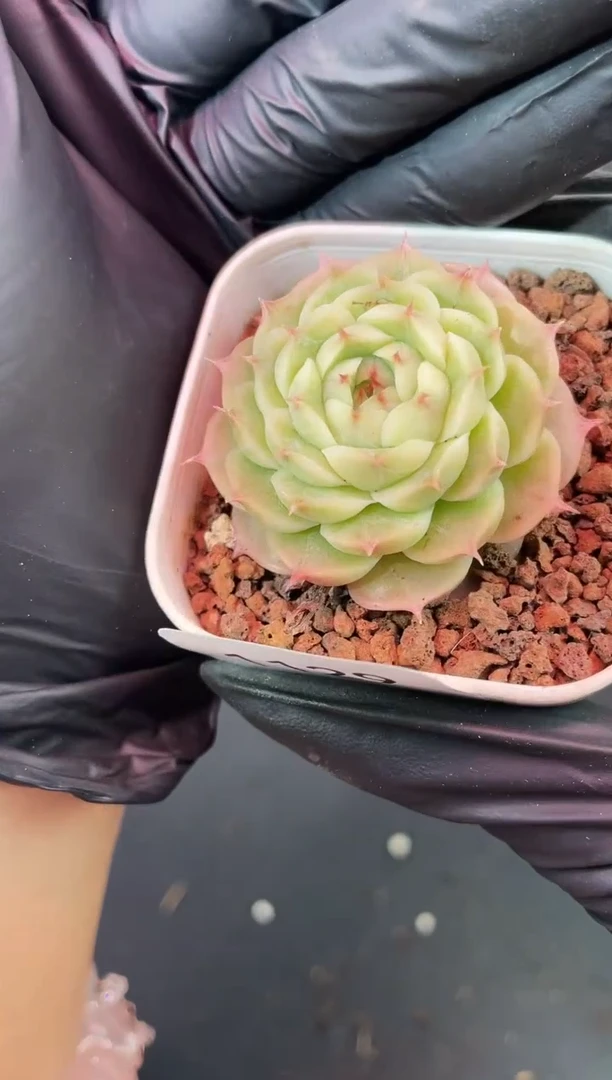 闪购1129  冰体梨花白多肉一颗  3.5-4厘米