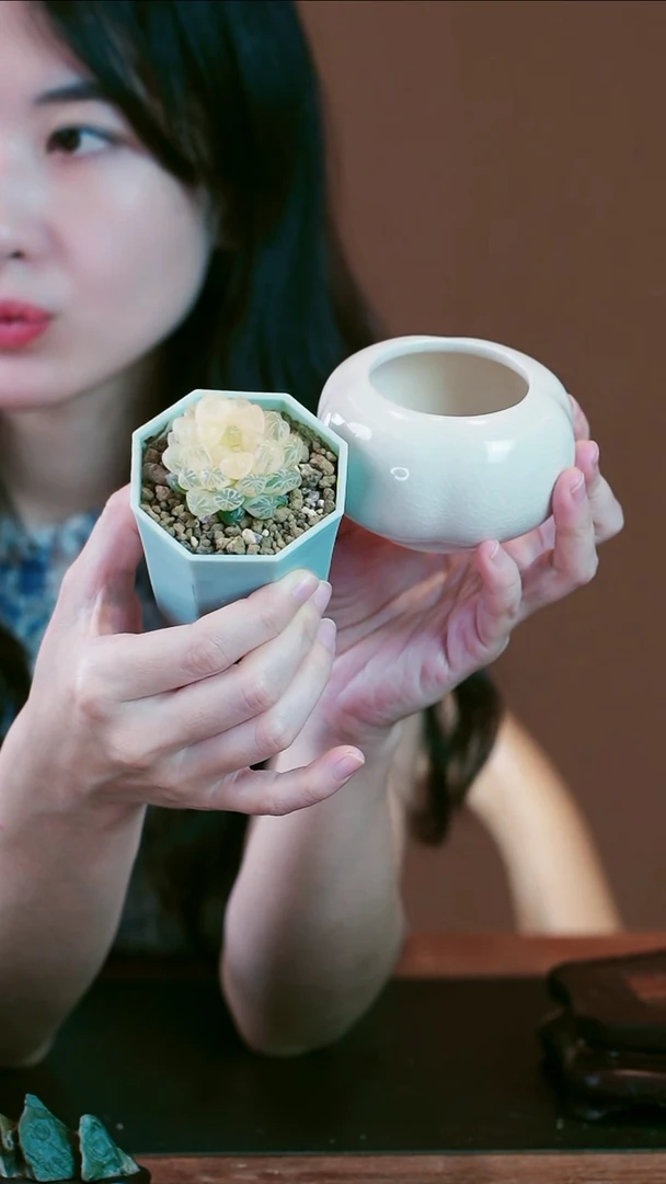 无花朵塑料皮锦盆景盆景盆景