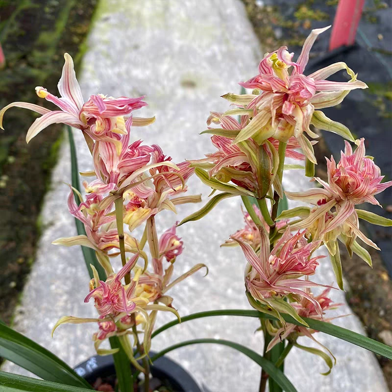 寒兰-红凤 兰花 国兰 大叶寒兰 红色奇花兰草