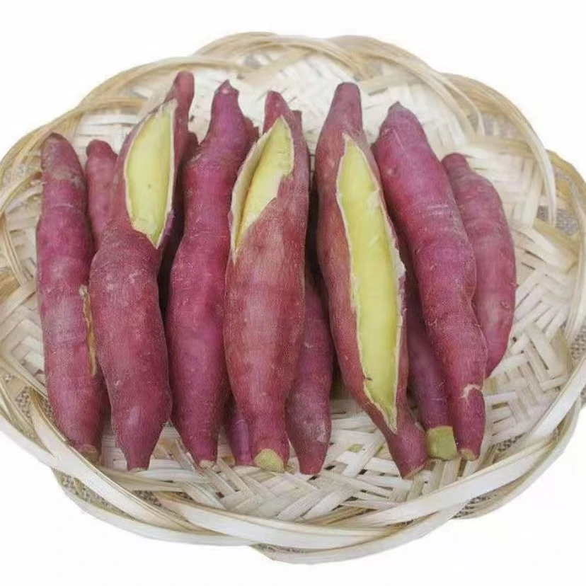 陕西临潼板栗红薯5斤 粉糯甘甜干面地瓜新鲜现挖沙地番薯地瓜