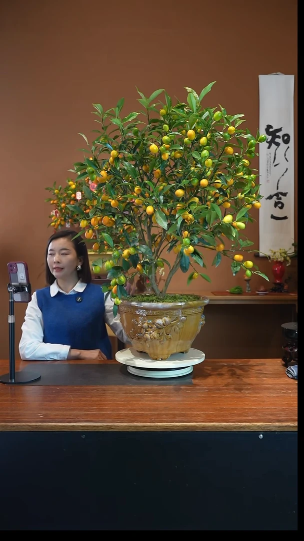 全部花朵脆皮金枣盆景盆景盆景