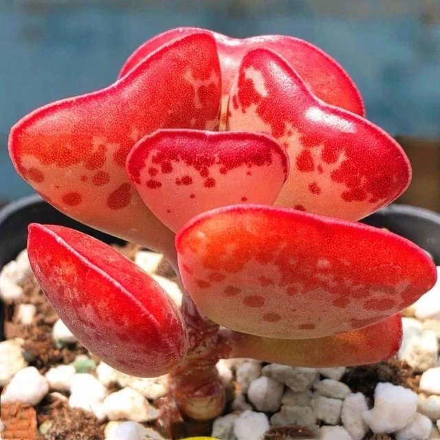 （爱心水泡）仙人球开花局美皮实好养多肉植物广东可以露养实生