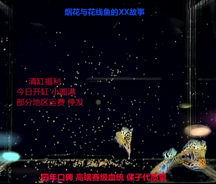 孔雀鱼银河草尾幼鱼福利2对加1对备损
