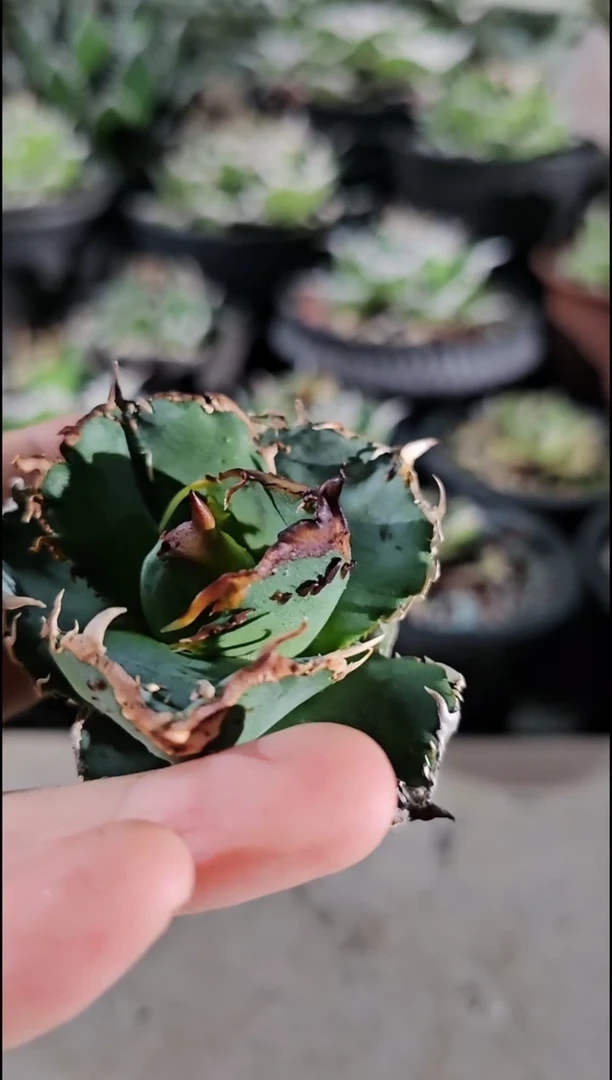 尤猪-顶芽(直播竞拍/基因保证/非组培)