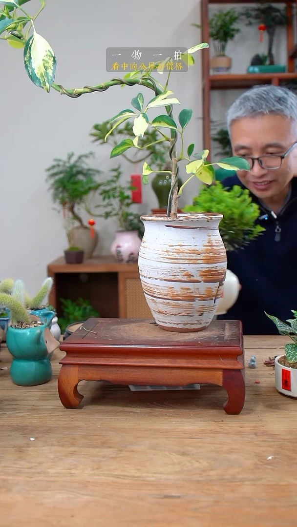 完全开放冬***至鸭脚木101