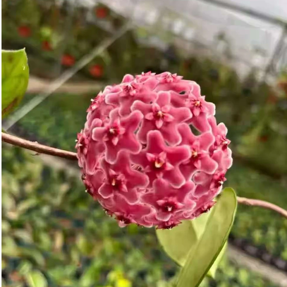 丽莉直播间球兰 一物一拍  垂钓爬藤阳台植物园艺