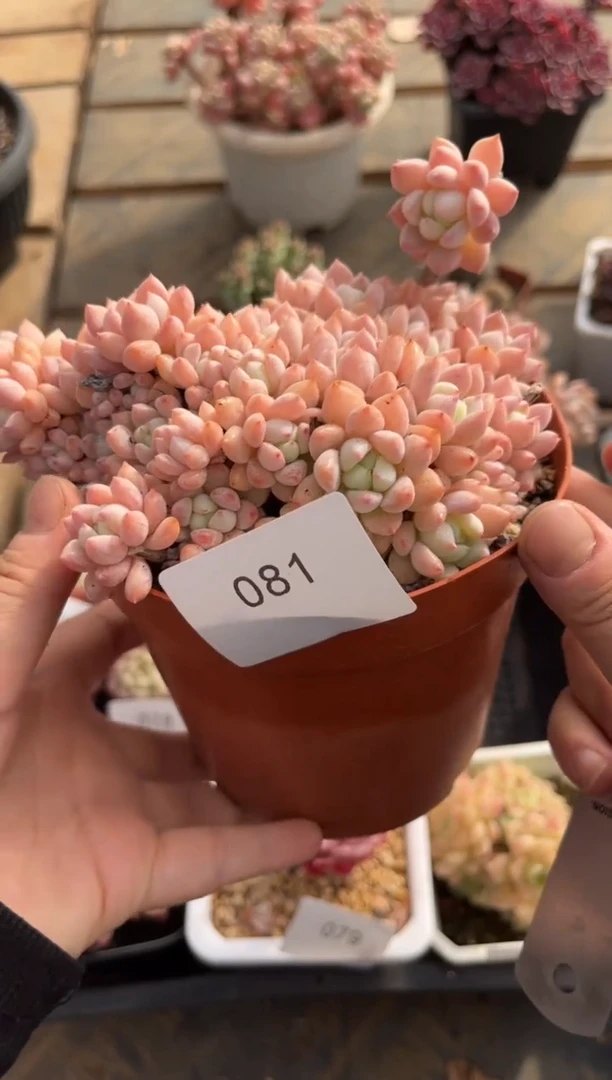 081群生桃酥美人精品多肉