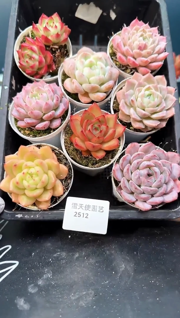 2  512 多肉8   颗