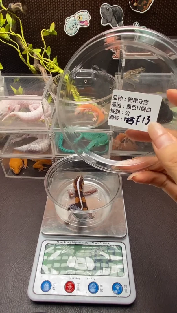 肥尾守宫鳞与尾 Scale Tail 爬宠f13