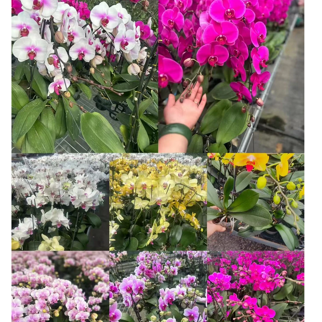 晴天蝴蝶兰盆栽带花苞秋冬耐寒鲜花卉绿植物室内兰花苗大易活开花