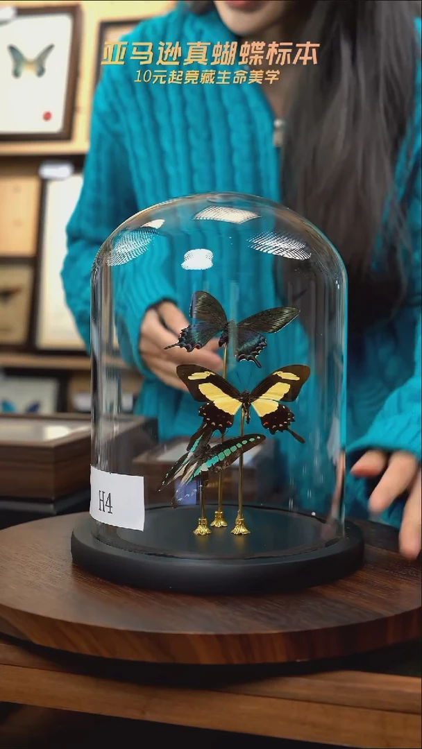 蝴蝶标本摆件竞拍h4