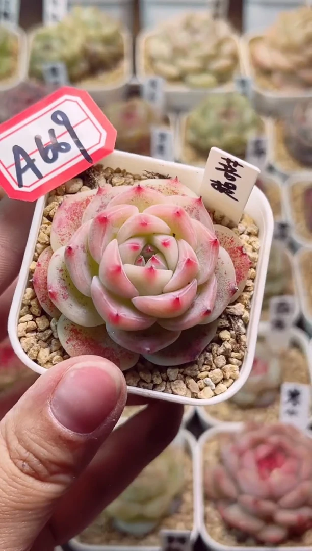 A669菩提一物一拍