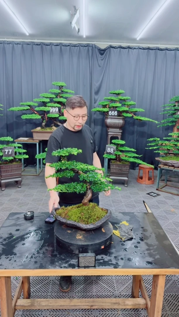 无花朵罗汉松盆景...