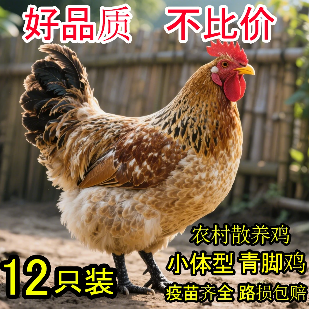 青脚红瑶鸡12只发货宠物鸡半斤左右发货绿壳蛋鸡顺丰包邮Z