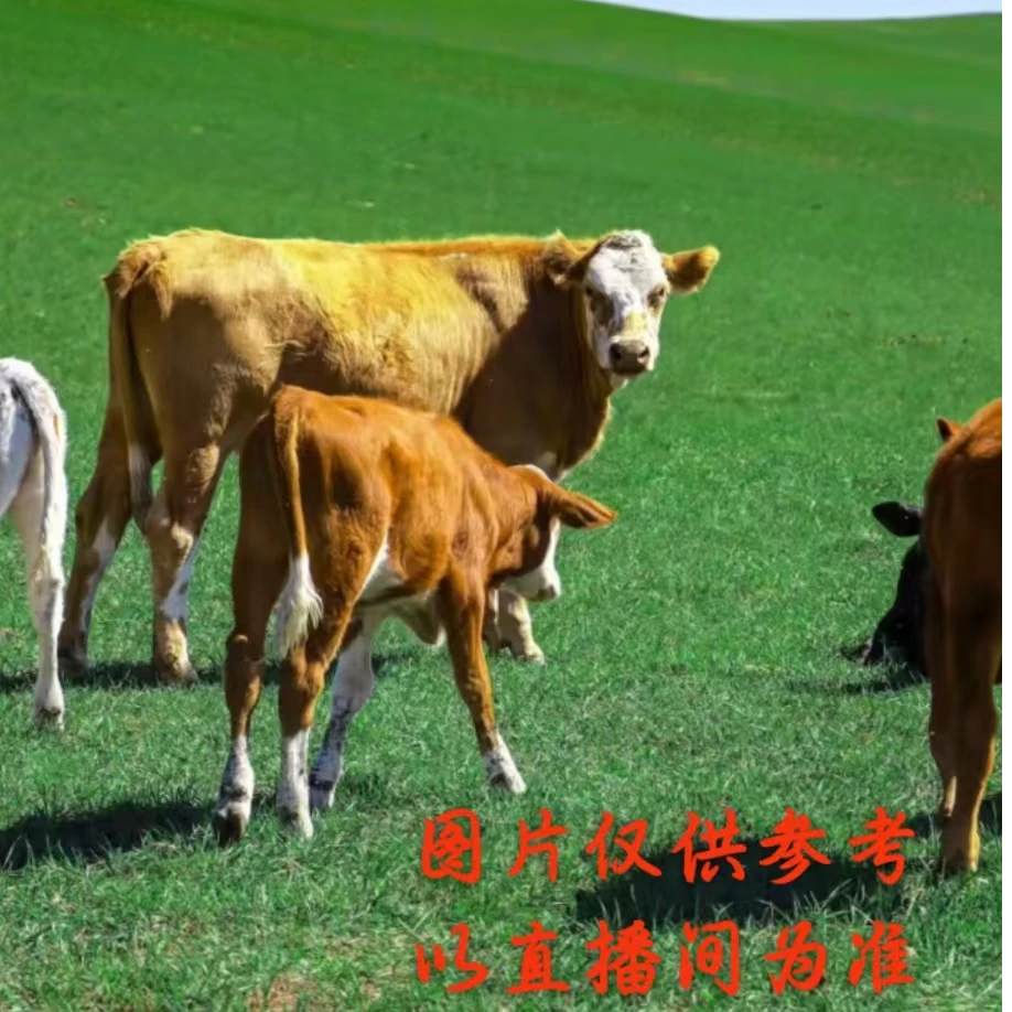 东北黄牛 其他  顺丰包邮 真空包装 冷冻发货