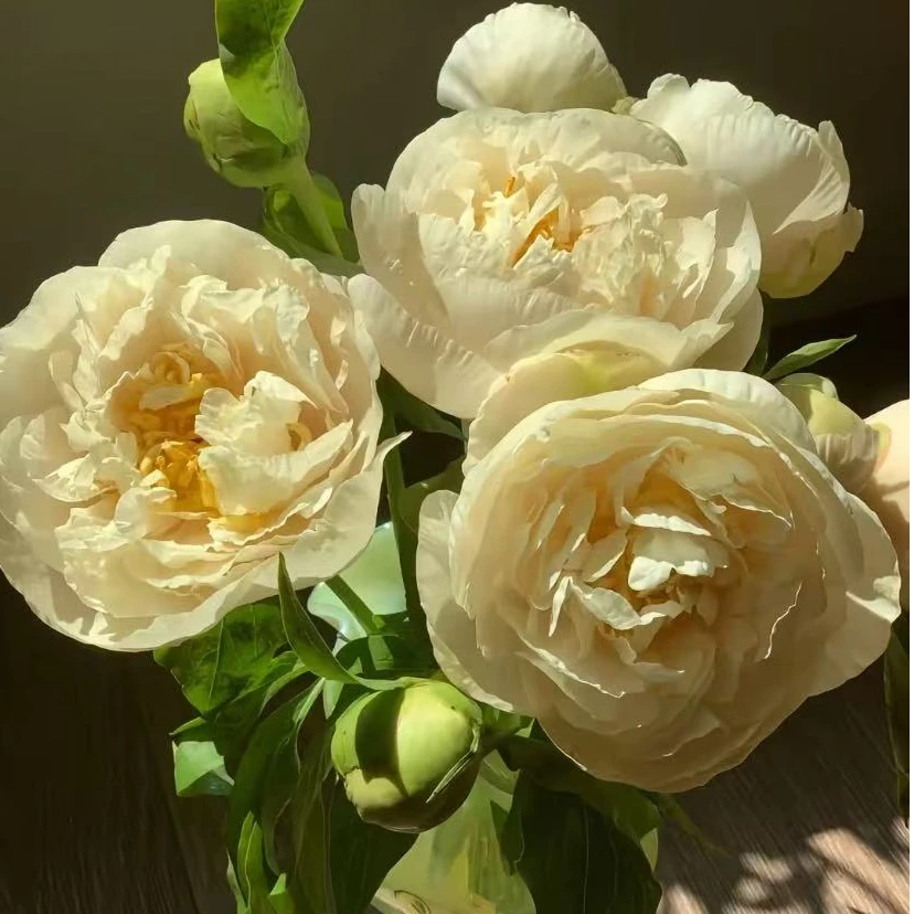 【阳关女孩】进口芍药花苗
