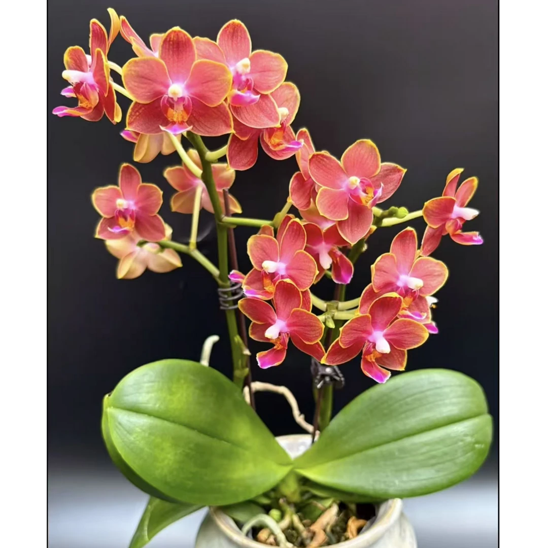 贵族品种 爆花  续花剑 3个花剑【 金边玲珑】蜡质花 花期7个月以上