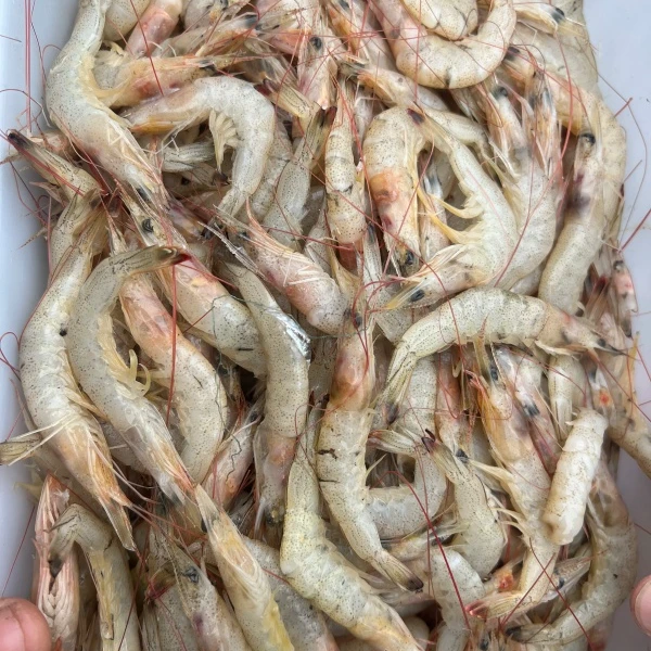 野生羊毛虾新鲜味美
