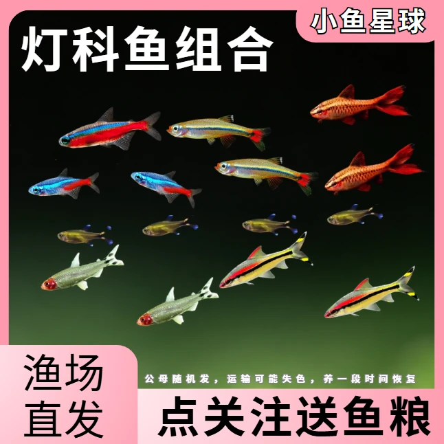 【灯科鱼合集】小型迷你灯宝莲灯观赏鱼灯科鱼好养耐活适合新手
