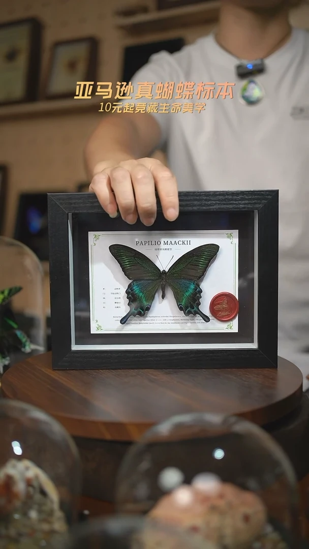 绿带翠凤蝶夏型8寸黑框国风版