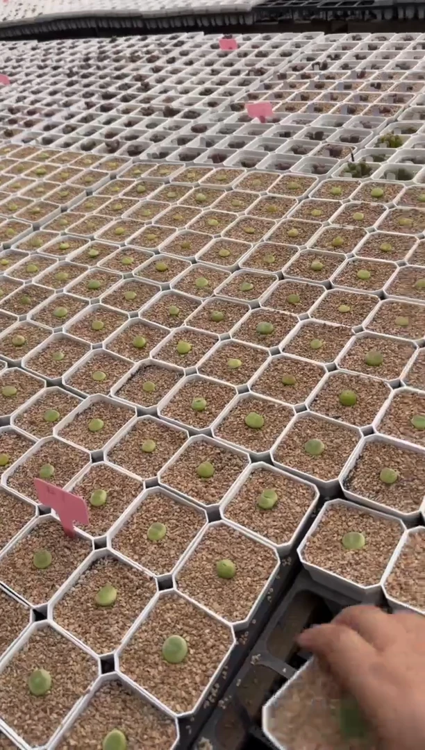 7.13-4多肉植物肉锥拉登
