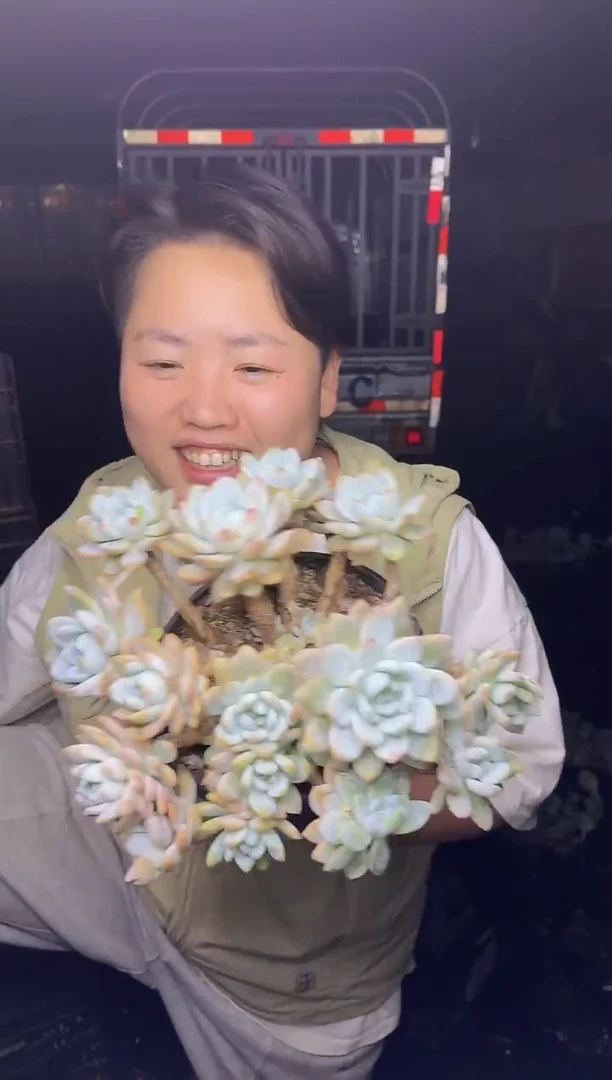 老庄冷香群  9.99