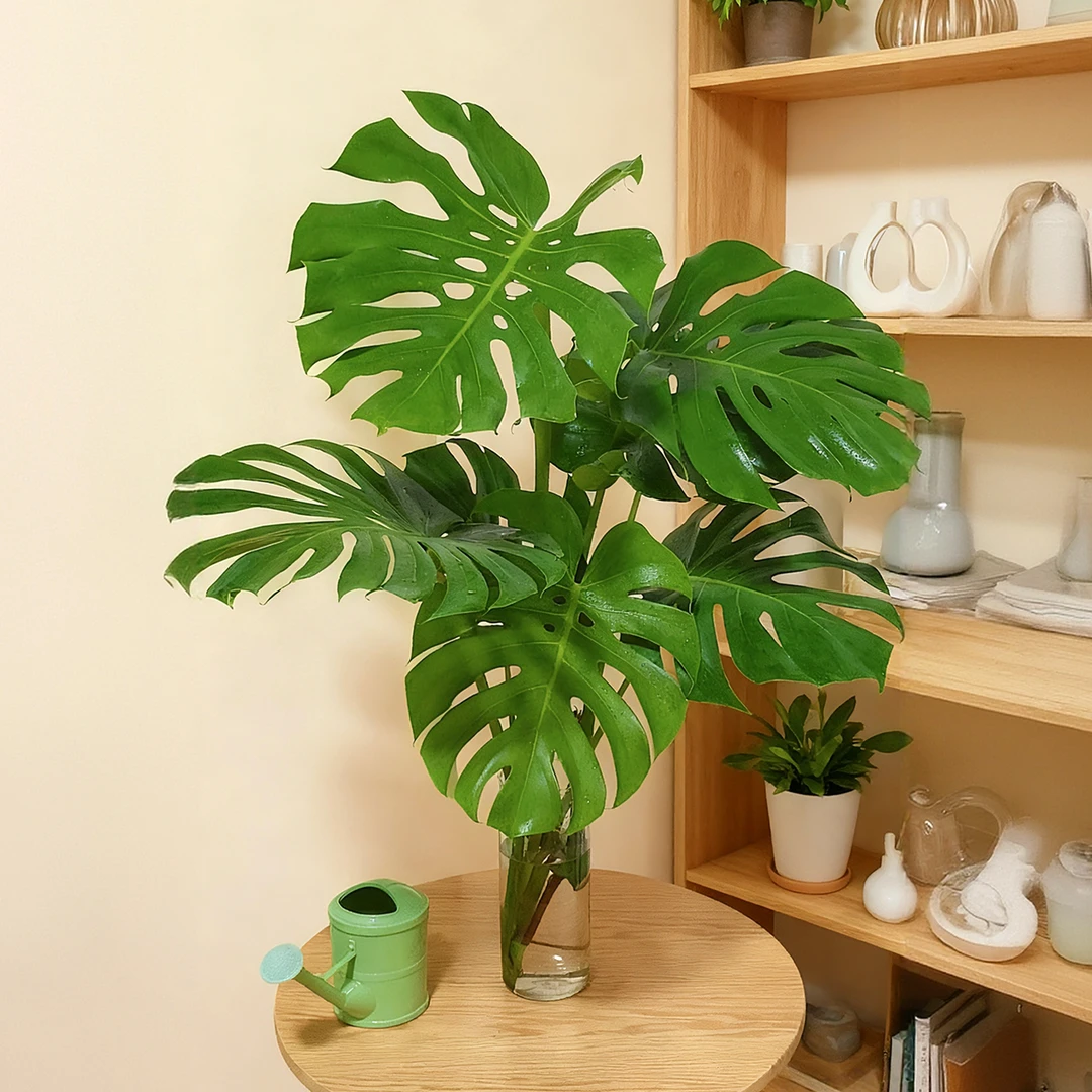 70-90cm3-4叶送透明直筒花瓶开背开洞3年大老桩水培龟背竹