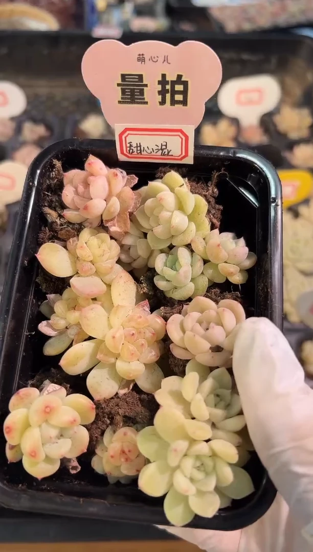 B-穴盘小苗混9颗量拍混发（不标注个体名）