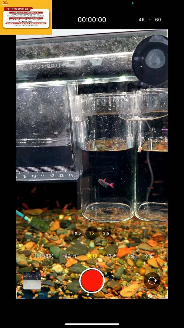 淡水不分公母3灰太狼+紫罗兰