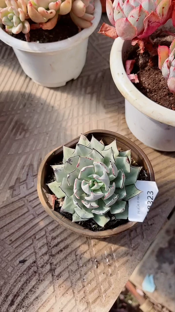 【闪购商品】18323