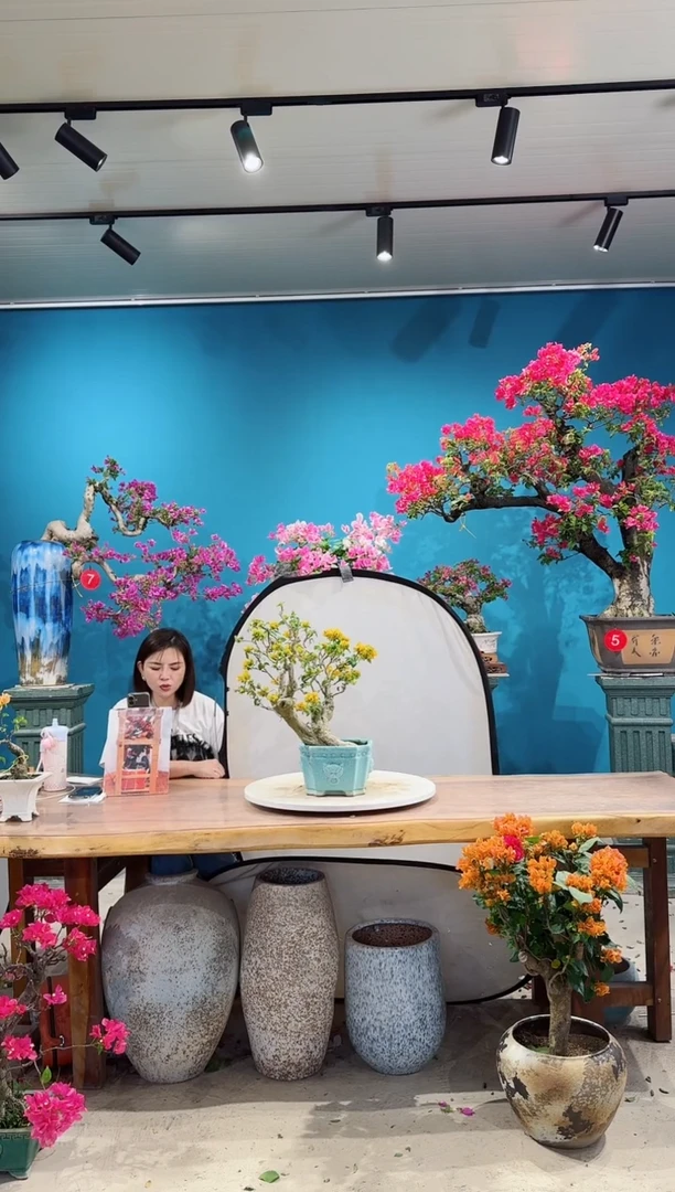 全部花朵加州黄金三角梅