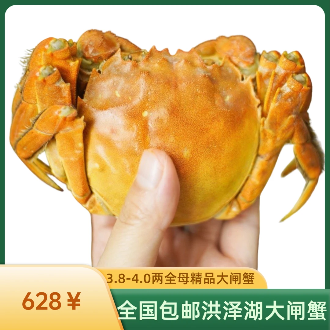 [活蟹]全母蟹(3.8-4.0两)5对10只洪泽湖精品大闸蟹鲜活