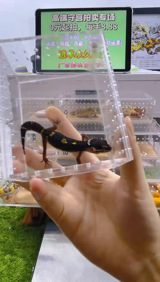 豹纹守宫豹纹肥尾苗子成体肥尾