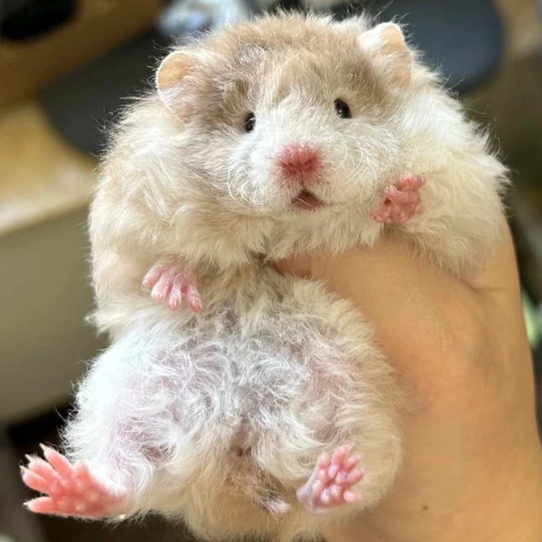 【家养宠物】短毛金丝熊仓鼠好养短毛熊好看可爱温顺成年熊重点色