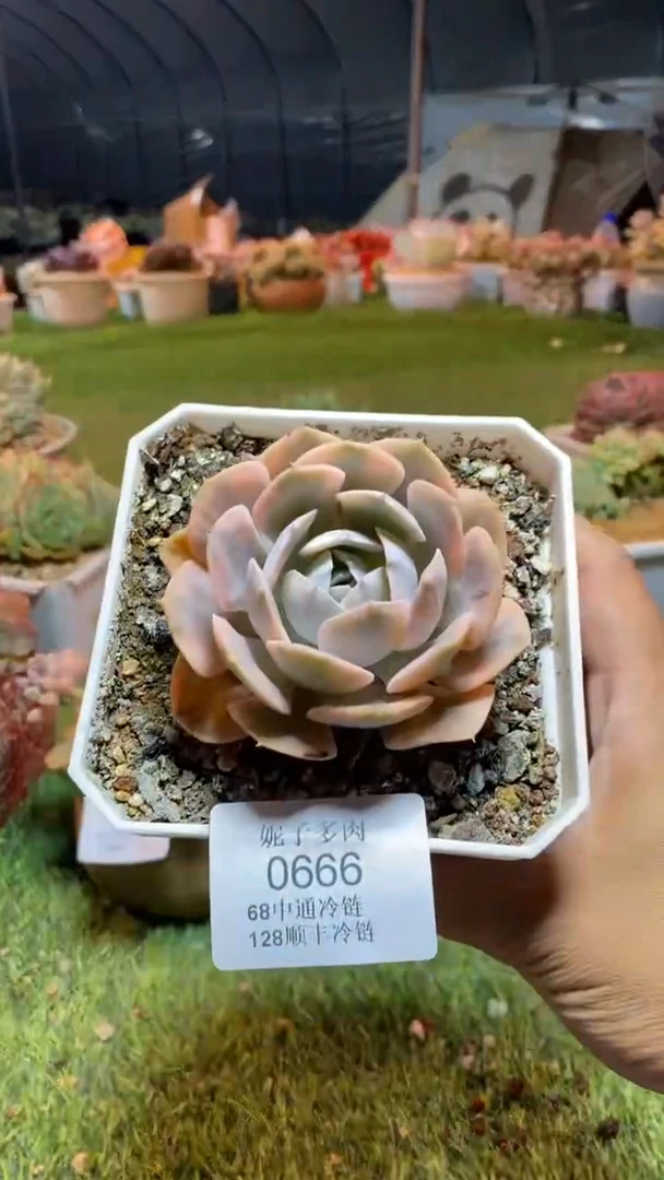 0666（满28包邮发货）