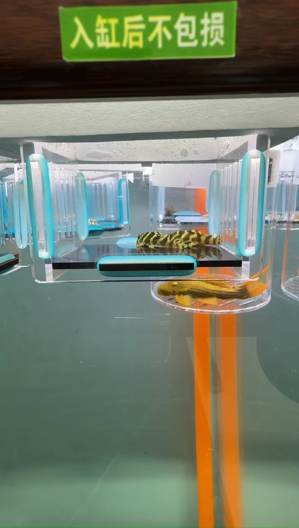 清道夫鱼029号134入缸不包损录制完整开箱视频4-4.4厘米