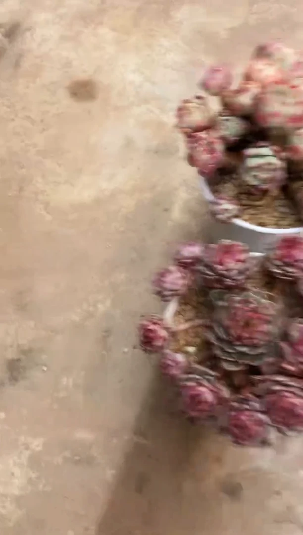 【闪购商品】2颗组合笨吧+娜娜12号56