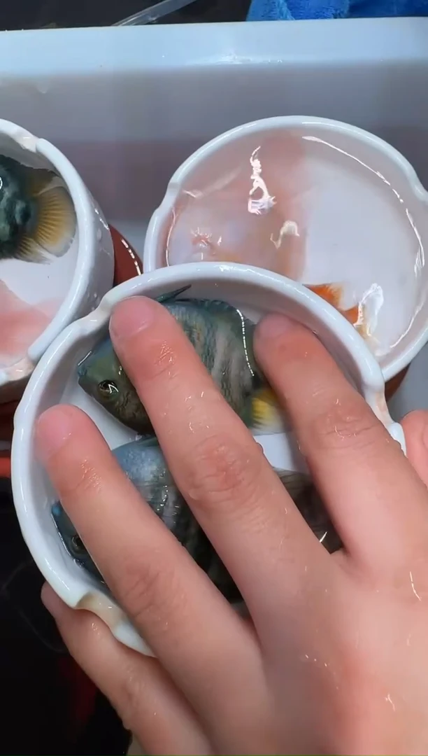 鹦鹉鱼宝蓝1对
