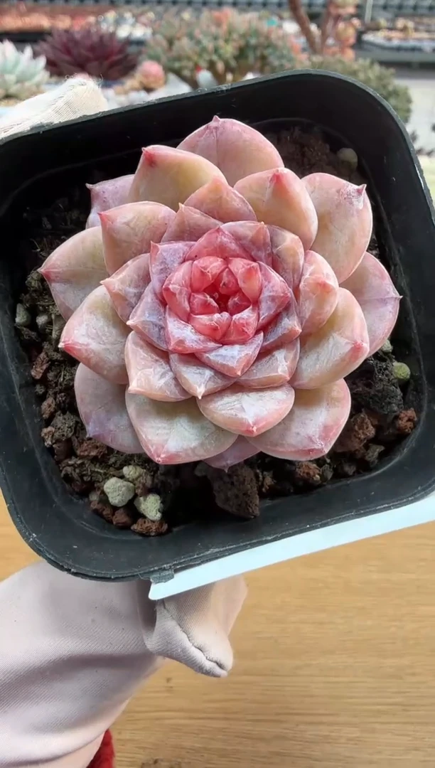 东云多肉园二店-203